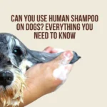 Can You Use Human Shampoo on Dogs_ Everything You Need to Know