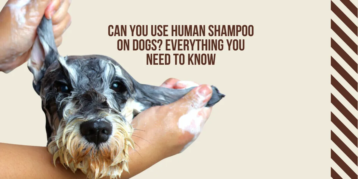 Can You Use Human Shampoo on Dogs? Find Out Now