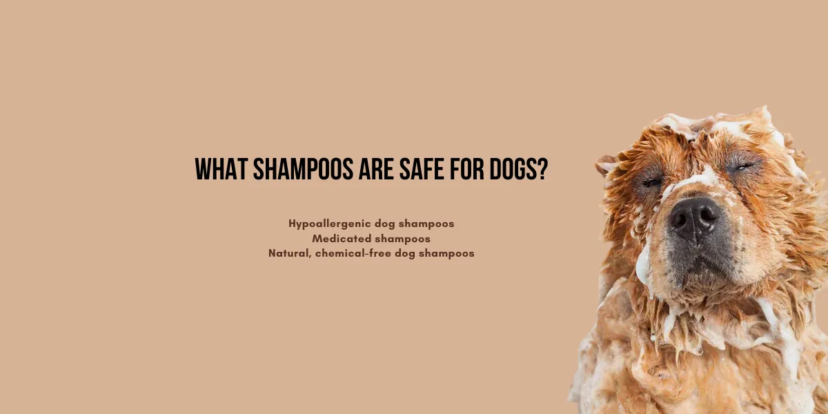 What Shampoos Are Safe for Dogs