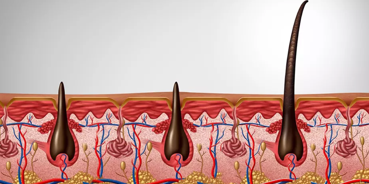 How Hair Grows from the Follicle